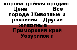 корова дойная продаю › Цена ­ 100 000 - Все города Животные и растения » Другие животные   . Приморский край,Уссурийск г.